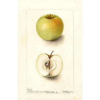 Malus domestica Spohr - Deborah Griscom Passmore — artwork view