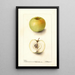 Malus domestica Spohr - Deborah Griscom Passmore — framed artwork on a wall