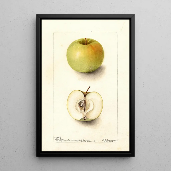 Malus domestica Spohr - Deborah Griscom Passmore — framed artwork on a wall
