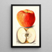 Reproduction of the painting Malus domestica Spokane - Deborah Griscom Passmore
