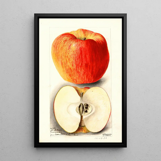 Reproduction of the painting Malus domestica Spokane - Deborah Griscom Passmore