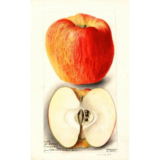 Reproduction of the painting Malus domestica Spokane - Deborah Griscom Passmore