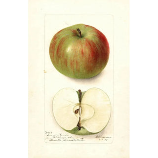 Malus domestica Summer Rambo - Deborah Griscom Passmore — artwork view