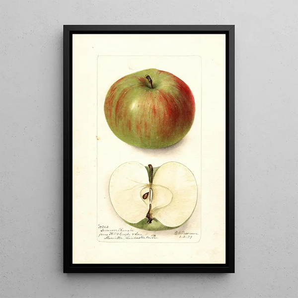 Malus domestica Summer Rambo - Deborah Griscom Passmore — framed artwork on a wall