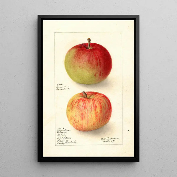 Reproduction of the painting Malus domestica Wealthy - Deborah Griscom Passmore