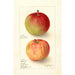 Reproduction of the painting Malus domestica Wealthy - Deborah Griscom Passmore