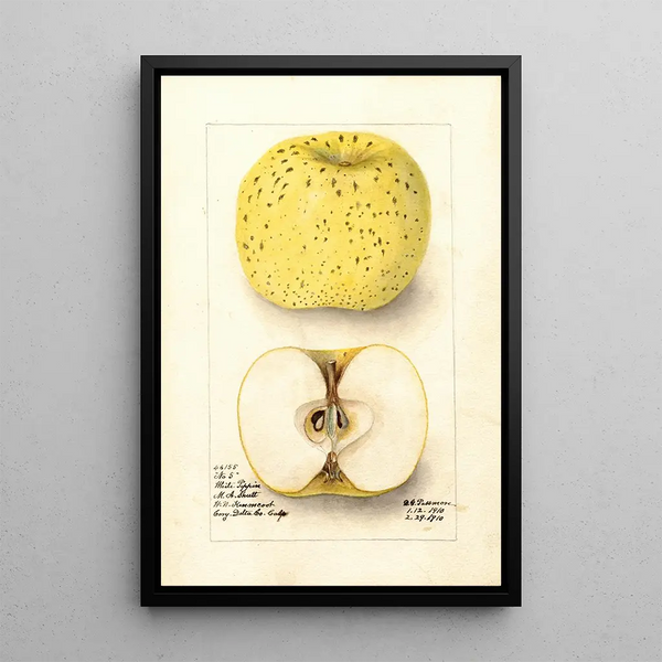 Malus domestica White Pippin - Deborah Griscom Passmore — framed artwork on a wall