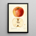 Reproduction of the painting Malus domestica Wine - Deborah Griscom Passmore