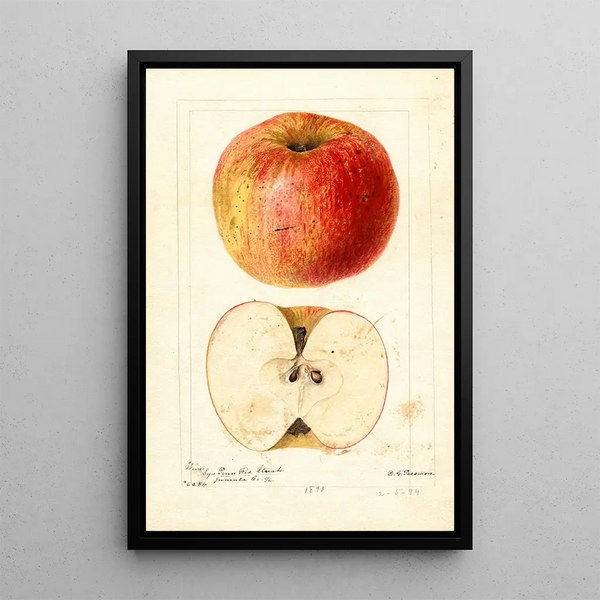 Reproduction of the painting Malus domestica Wine - Deborah Griscom Passmore