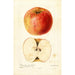 Reproduction of the painting Malus domestica Wine - Deborah Griscom Passmore