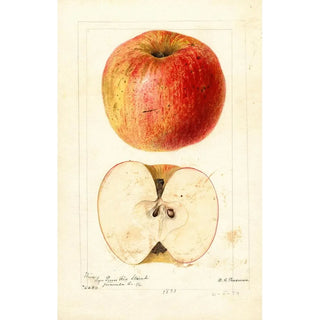 Reproduction of the painting Malus domestica Wine - Deborah Griscom Passmore