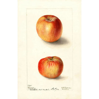 Malus domestica Winesap - Deborah Griscom Passmore — artwork view