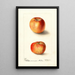 Malus domestica Winesap - Deborah Griscom Passmore — framed artwork on a wall