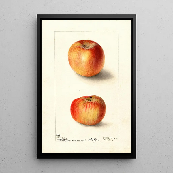 Malus domestica Winesap - Deborah Griscom Passmore — framed artwork on a wall