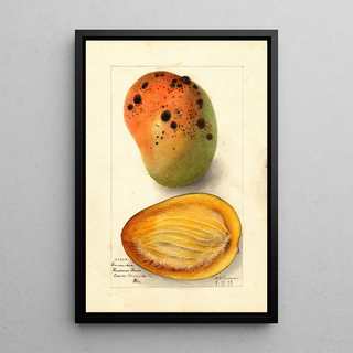 Reproduction of the painting Mangifera indica Ennuria - Deborah Griscom Passmore