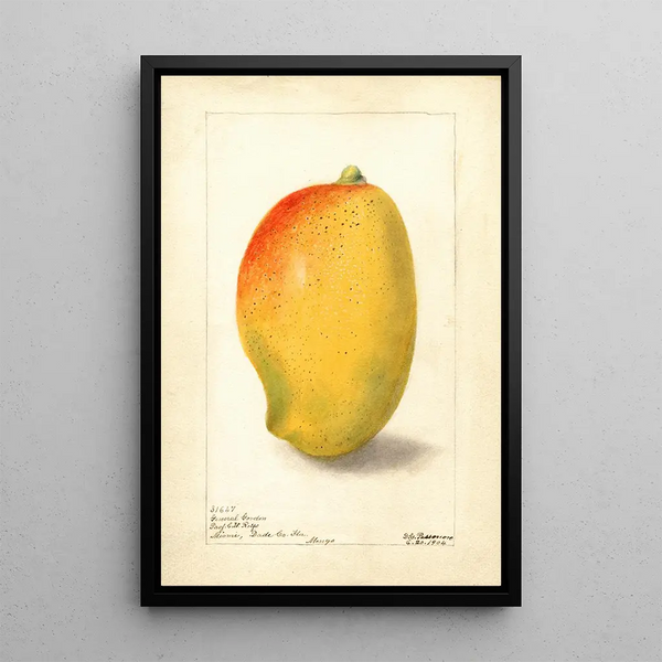 Mangifera indica General Gordon - Deborah Griscom Passmore — framed artwork on a wall