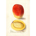Mangifera indica Mulgoba - Deborah Griscom Passmore — artwork view