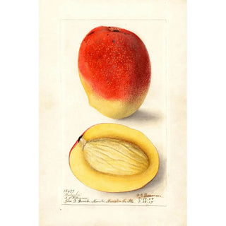 Mangifera indica Mulgoba - Deborah Griscom Passmore — artwork view