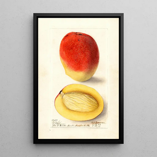 Mangifera indica Mulgoba - Deborah Griscom Passmore — framed artwork on a wall