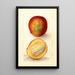 Reproduction of the painting Mangifera indica Perrine - Deborah Griscom Passmore