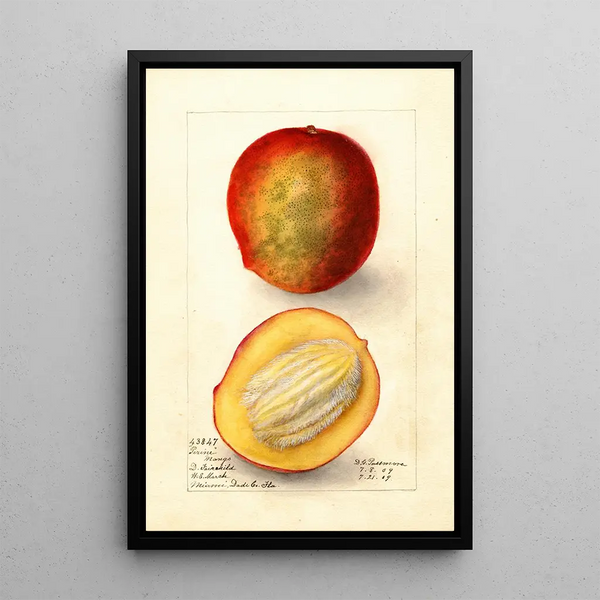 Reproduction of the painting Mangifera indica Perrine - Deborah Griscom Passmore
