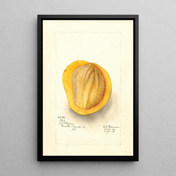 Reproduction of the painting Mangifera indica Peters - Deborah Griscom Passmore | Painting