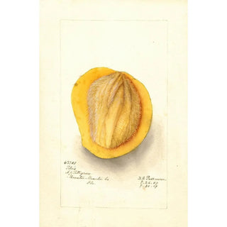 Reproduction of the painting Mangifera indica Peters - Deborah Griscom Passmore | Painting