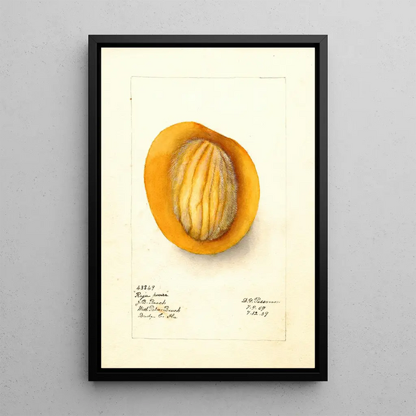 Reproduction of the painting Mangifera indica Raja Purra - Deborah Griscom Passmore