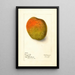 Reproduction of the painting Mangifera indica Raja Purri - Deborah Griscom Passmore
