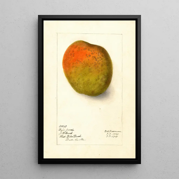 Reproduction of the painting Mangifera indica Raja Purri - Deborah Griscom Passmore
