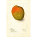 Reproduction of the painting Mangifera indica Raja Purri - Deborah Griscom Passmore