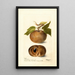 Reproduction of the painting Manilkara zapota - Deborah Griscom Passmore