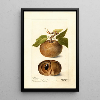 Reproduction of the painting Manilkara zapota - Deborah Griscom Passmore