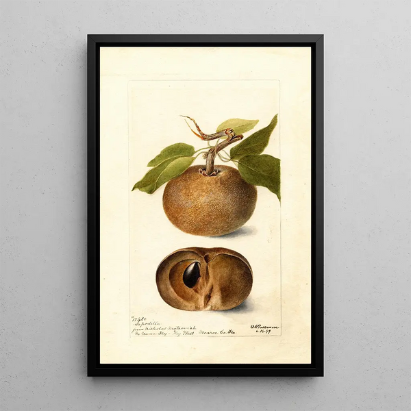 Reproduction of the painting Manilkara zapota - Deborah Griscom Passmore