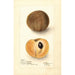 Manilkara zapota No - Deborah Griscom Passmore — artwork view
