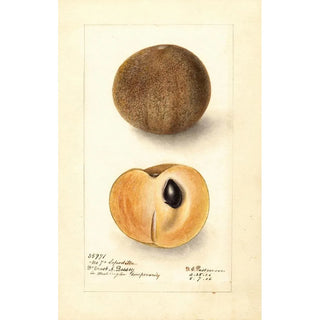 Manilkara zapota No - Deborah Griscom Passmore — artwork view
