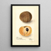 Manilkara zapota No - Deborah Griscom Passmore — framed artwork on a wall