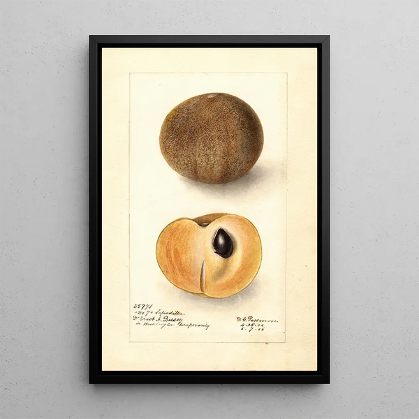Manilkara zapota No - Deborah Griscom Passmore — framed artwork on a wall