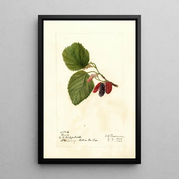 Morus Travis - Deborah Griscom Passmore — framed artwork on a wall