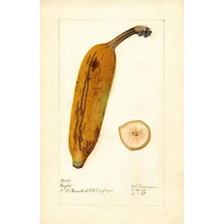 Musa Ingles - Deborah Griscom Passmore — artwork view