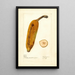Musa Ingles - Deborah Griscom Passmore — framed artwork on a wall