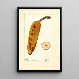 Musa Ingles - Deborah Griscom Passmore — framed artwork on a wall