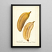 Reproduction of the painting Musa Paradise - Deborah Griscom Passmore