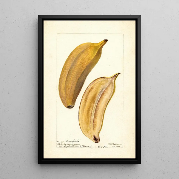 Reproduction of the painting Musa Paradise - Deborah Griscom Passmore