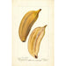 Reproduction of the painting Musa Paradise - Deborah Griscom Passmore