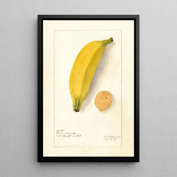 Reproduction of the painting Musa Platano Morado - Deborah Griscom Passmore