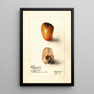 Reproduction of the painting Myristica fragrans - Deborah Griscom Passmore