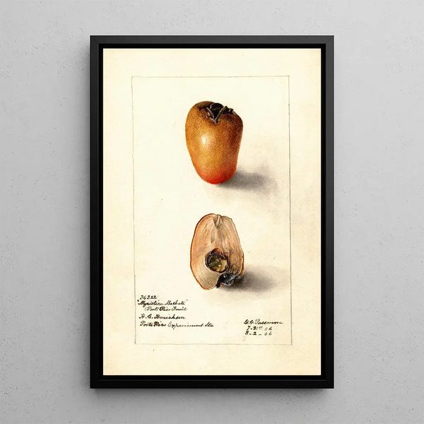 Reproduction of the painting Myristica fragrans - Deborah Griscom Passmore