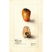 Reproduction of the painting Myristica fragrans - Deborah Griscom Passmore