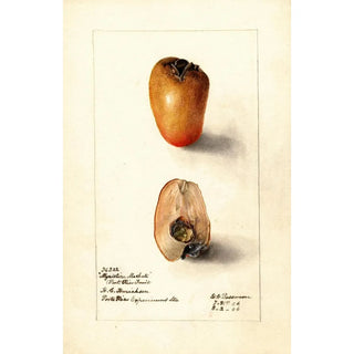 Reproduction of the painting Myristica fragrans - Deborah Griscom Passmore